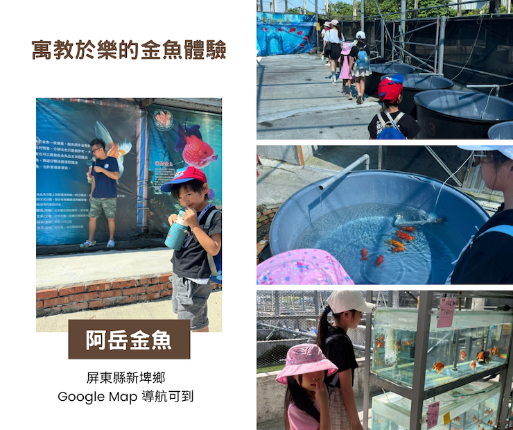 踏上黃金旅程，探索阿岳金魚的皇家血統！